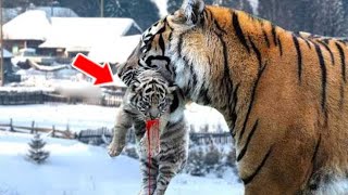 The Tigress Broke Into The Village With Something In Her Mouth, And Then Something Magical Happened! by The Animal Gaze 343 views 2 weeks ago 19 minutes