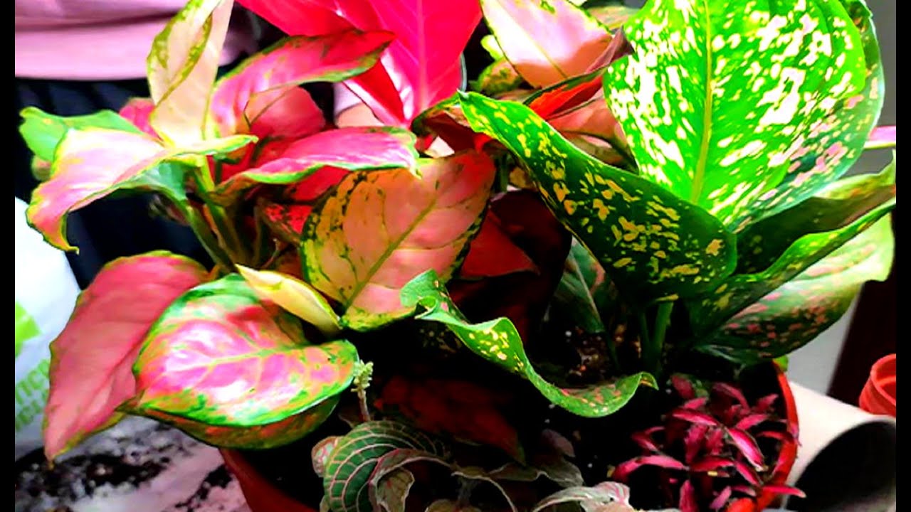 🥰AGLAONEMAS VARIEDADES LAS PLANTATAMOS JUNTAS Y ALGUNOS ESQUEJES🥰🌹👏🏻👏🏻👏🏻👏🏻👏🏻👏🏻👏🏻👏🏻