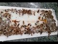 How to get rid of Cockroach forever with Killer Boric Acid Roach Powder