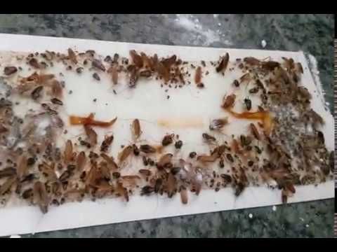 Video: Boric Acid From Cockroaches: Recipes With Egg And Flour, Proportions. Lotion In Balls And Liquid Poison. How To Cook It? How To Poison Cockroaches? How Does The Powder Work?