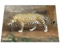 Perbedaan jaguar, macan tutul, dan cheetah