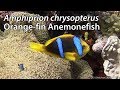 Orangefin anemonefish amphiprion chrysopterus stock footage v 108060i