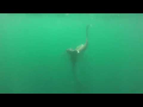 sea of thieves Tiger Shark attacks Hammerhead