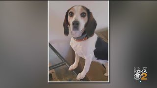 Justice For Trouble: Community Comes Together To Find Dog's Killer
