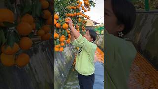 Landscape of orange groves and natural orange harvest