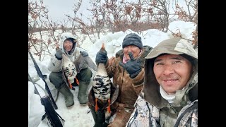 В тундру за белолобиками! Трудовая охота!