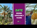 Date Growing, Harvesting & Packing in Southern California's Coachella Valley