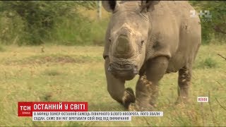 В Африці помер останні білий носоріг