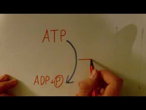 ATP-One of the most important energy sources of the cell (simply explains and illustrated)