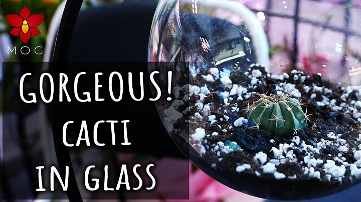 Growing Cactus plants without the pain! 🌵 - Basic Plant Care for Beginners