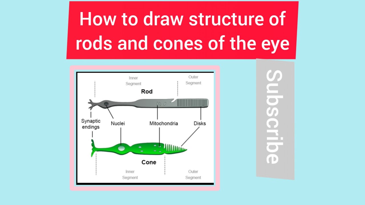 How to draw rods and cones diagram biology diagram njzoologyclass
