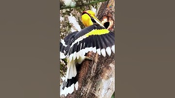 The Incredible Nesting Secrets of the Hornbill