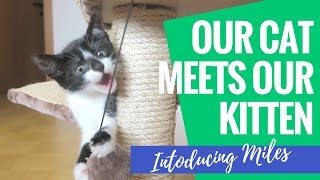 Introducing our Kitten to our Adult Cat | Bringing Miles Home by Ellie Away 148,638 views 5 years ago 8 minutes, 35 seconds