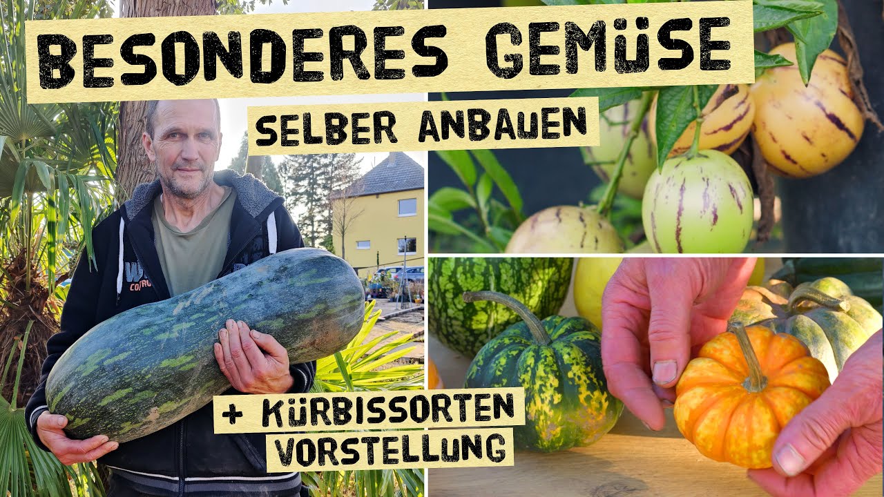 Baue selber Melonenbirnen, Malabarspinat, Ingwer und Zuckerrohr an! Wie schmeckt welche Kürbissorte?