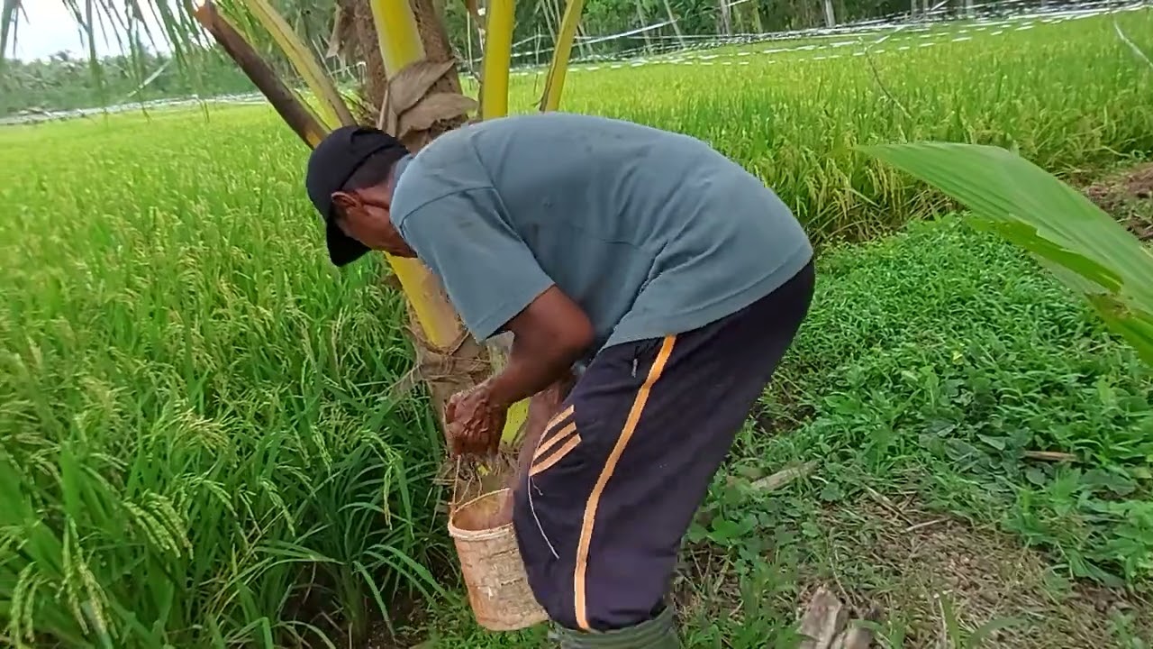 HEBATNYA PUPUK PONSKA UNTUK PEMBUAHAN KELAPA