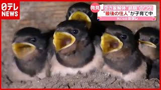 ヒナには勝てない！？ 空き家の解体現場に“ツバメ親子”…工事は延期に　富山・氷見（2021年6月14日放送「news every.」より）