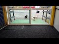 Dogs Arriving at Doggy Daycare