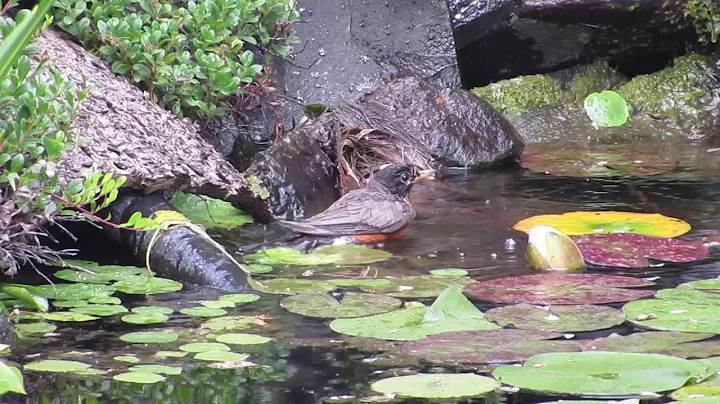 Robin bathing in pond