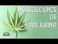 How does marijuana affect your brain?