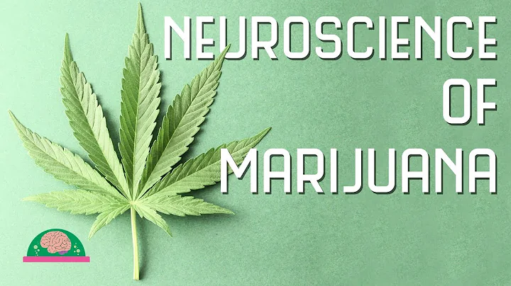 How does marijuana affect your brain?