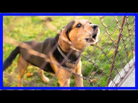 Video: Wie Man Die Hunde Verjagt