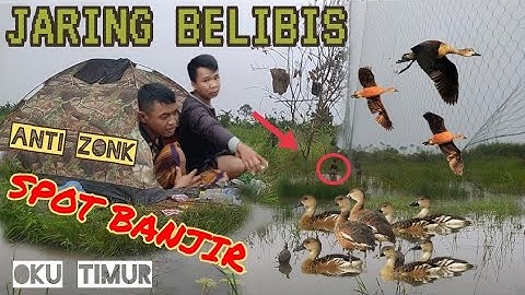 SURVIVAL❗DAN BERBURU BELIBIS🔥🔥 DUCK TRAPPING