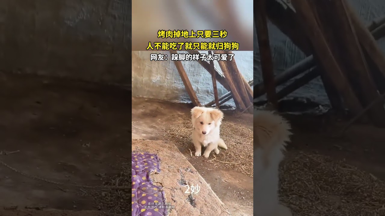 烤肉掉地上只要三秒，人不能吃了就只能就归狗狗