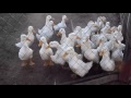 Характеристика утки агидель