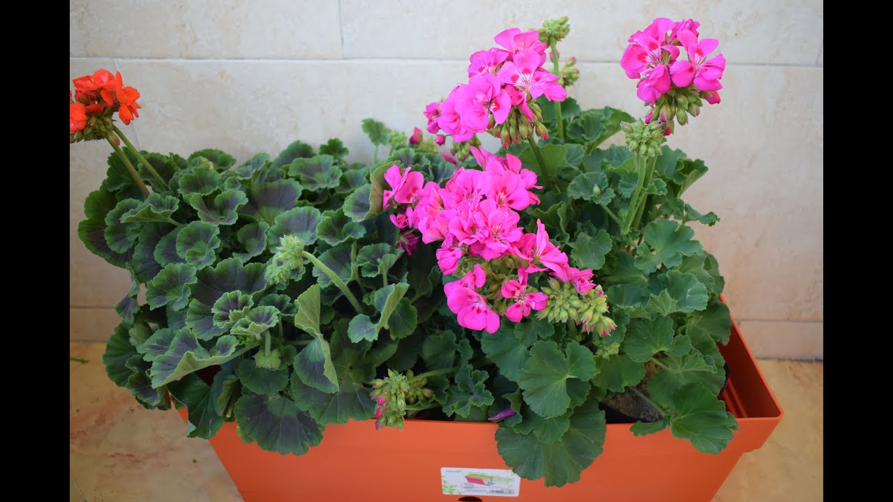 طريقة الزراعة و الاعتناء بنبات الجرونيا لتزين البلكونة