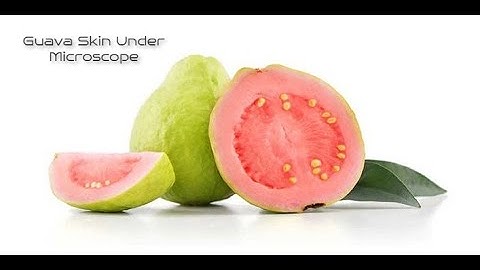 Guava Skin under Microscope | Microscopic Views | #undermicroscope #Thingsundermicroscope