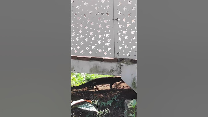 Wild monitor lizard in Singapore River, deadly as Komodo Dragon cousin? #shorts