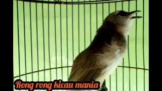 tes mental trucukan, cocok untuk burung trucukan kurang fighter