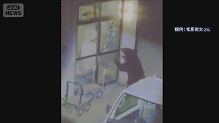 鱒子熊 Bear Breaks Into Homes in Shizukuishi, Iwate, Eating Snacks and