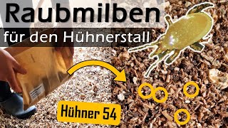 🪲 Hypoaspis #Raubmilbe gegen 🪳 #Vogelmilbe im #Hühnerstall 🐔 #Hühner 54 #Hühnerhaltung #HühnerHalten