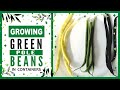 Growing Green Beans in Containers | How to Grow Pole Beans in Pots