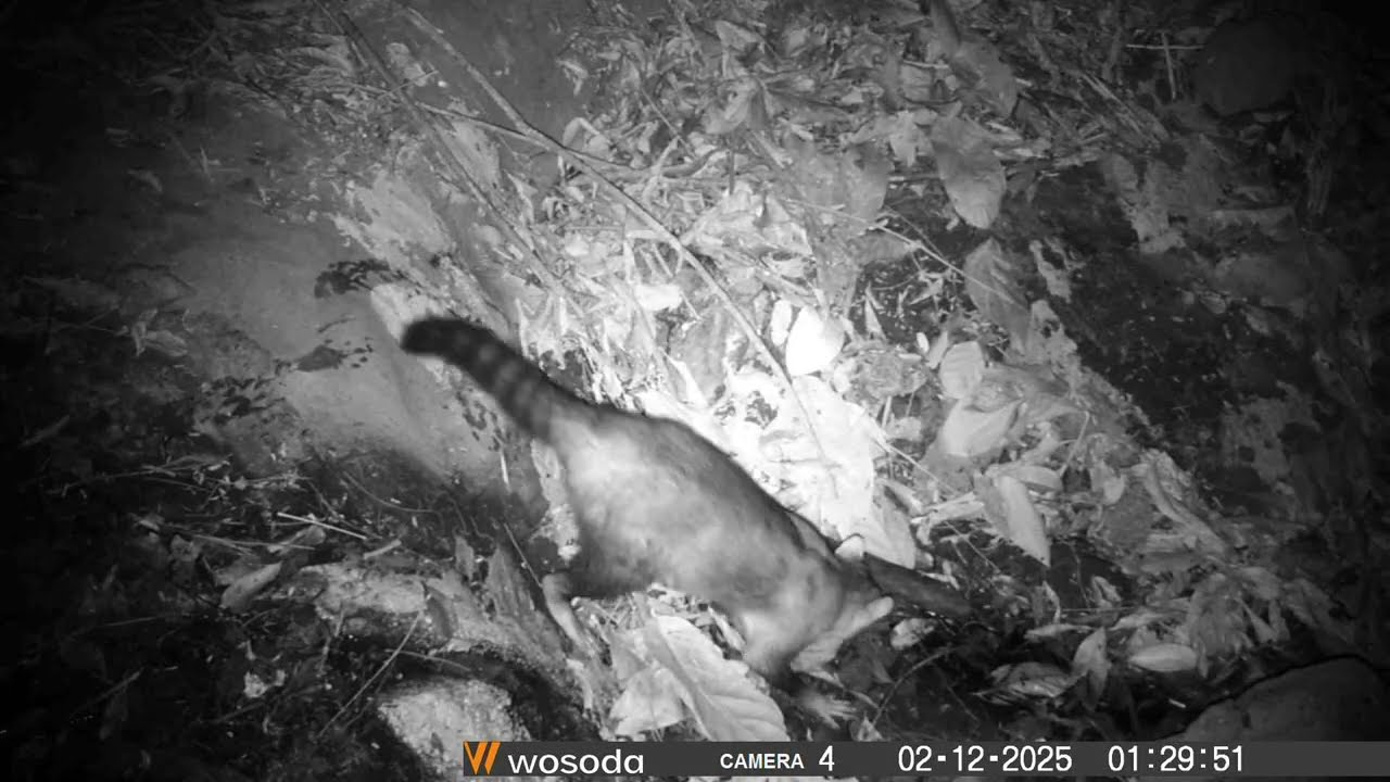 Crab-eating Raccoon at Night | Procyon cancrivorus in Loros Wildlife Sanctuary