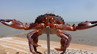 The sea is low tide, Xiaowei heard that the seaside crabs are flooded, and the goods are full