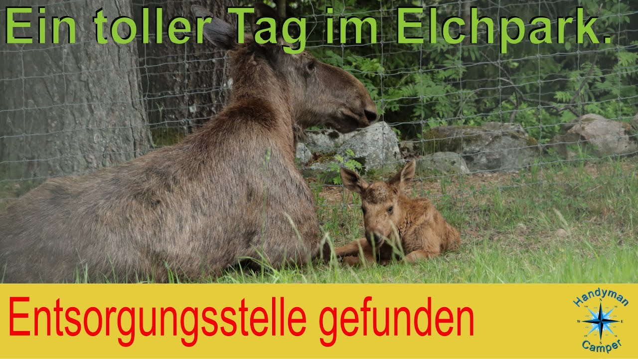 SWE3 Elinge Elchparkbesuch mit niedlichen Enddeckungen