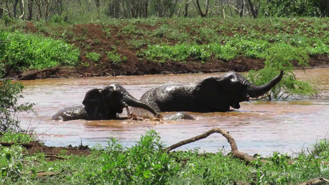african animals with horns Splish, Splash, I was Taking a Bath