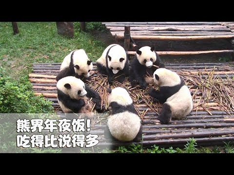 《熊貓早晚安》熊界年夜飯，只要有吃的就行了！| iPanda
