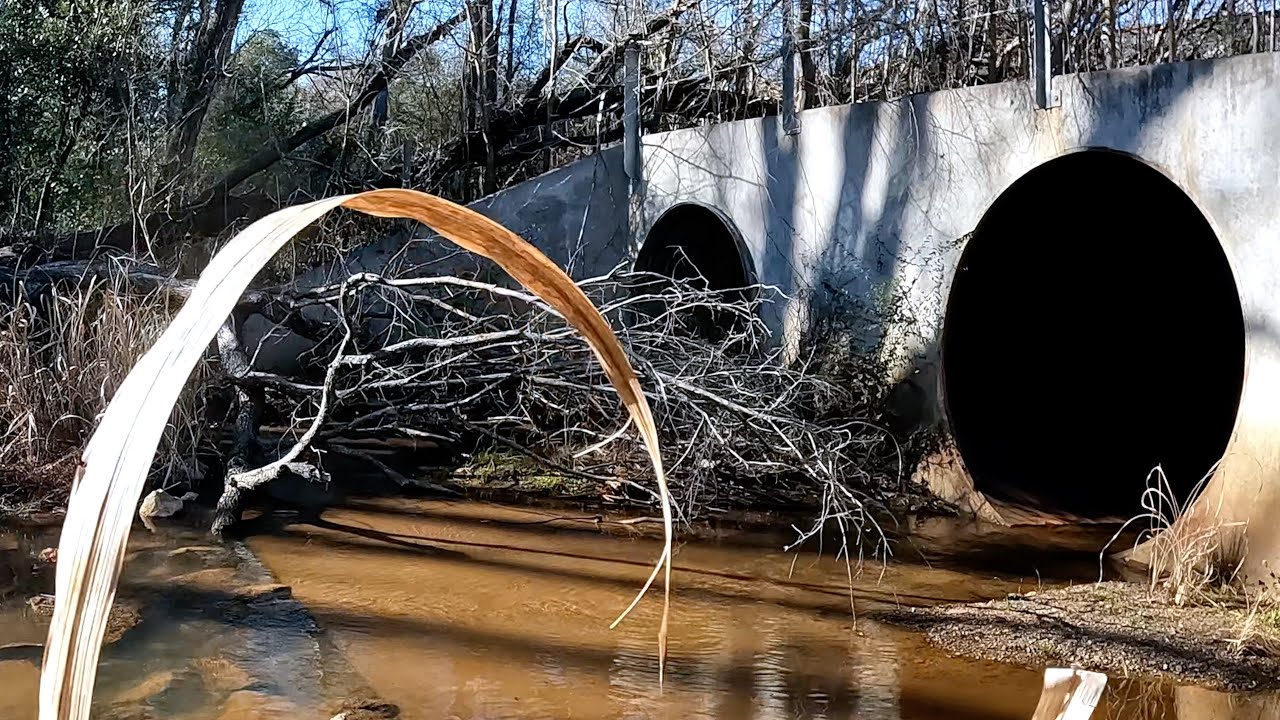 Scouting A Spring Fed Creek For Pickerel In East Texas