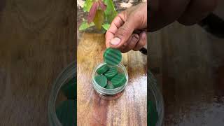Survival Hack Using Tree Sap! #viral#facts #DIY #trending #shortsvideo