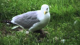 Cute Herring Gull Chicks