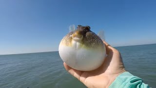 Skyway Bridge crazy Spring action FISH ON CHANNEL