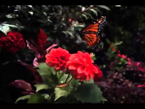 YouTube اذا كنت في نعمة فارعها العفاسي Flv 