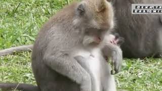 بچه میمون برای خوردن شیر مادر شکنجه میشود|| بچه میمون کم بینا و مادری که اورا نمیپذیرد