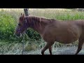 Go on a walk with Taliyeh, the pregnant red dun Caspian mare