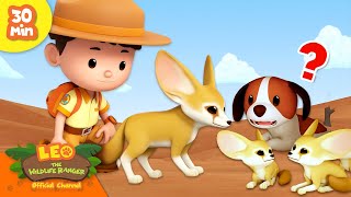 🌵 SAHARA DESERT ANIMALS! 🏜️ Fennec Fox, Beetles & more! | Leo the Wildlife Ranger | Kids Cartoons