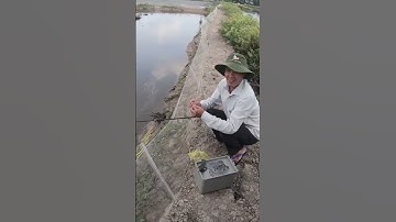 Câu cá rô đồng, dính rô mề p14 #shorts