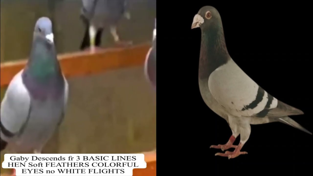 Gaby Vandenabeele Descends fr 3 BASIC LINES HEN Soft FEATHERS COLORFUL EYES no WHITE FLIGHTS